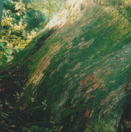 Close-up of a large tree trunk covered in green moss in a forest setting.