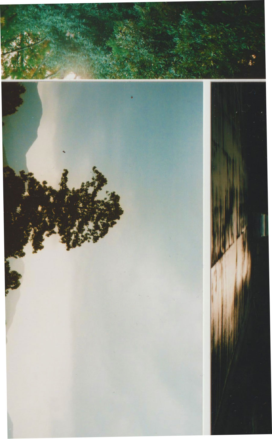 Composite image showing a forest canopy with sunlight filtering through, a tall tree silhouette against a clear sky, and a reflective surface with light patterns.